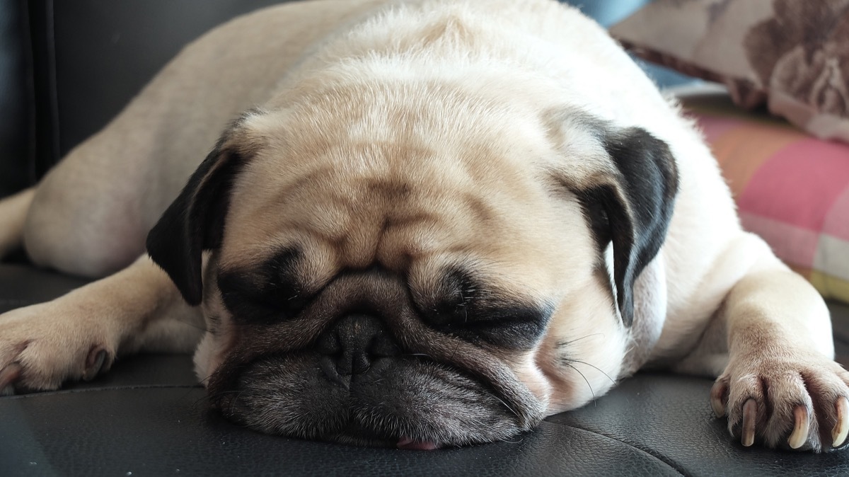 pug sleeping on couch photos of snoozing dogs