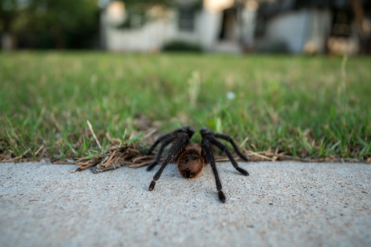 Low Angle View of Tarantula Walking Toward Home From the Street