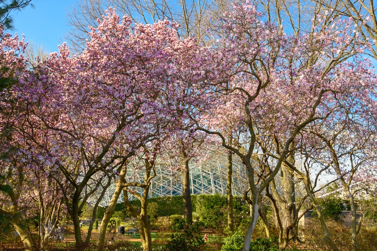 missouri botanical garden full of cherry trees