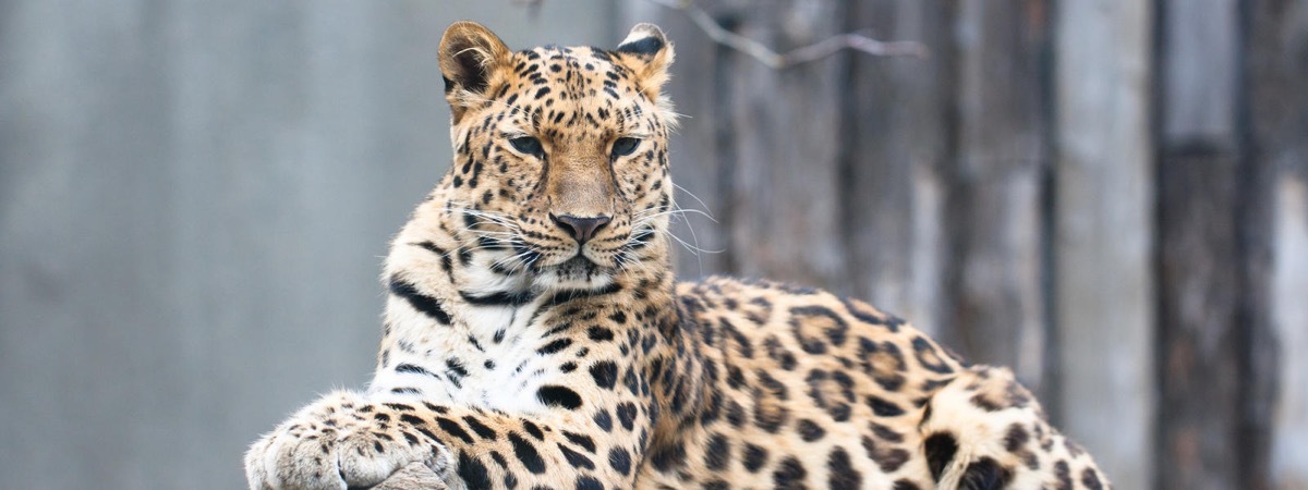 Amur Leopard 