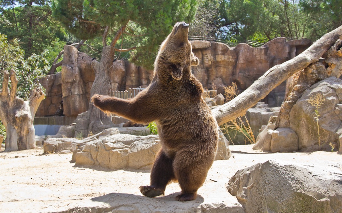 bear dancing in zoo adorable photos of bears 