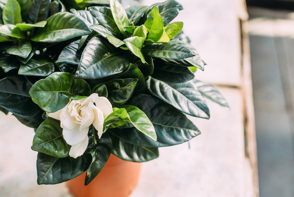 Top view of a gardenia houseplant in a terra cotta pot