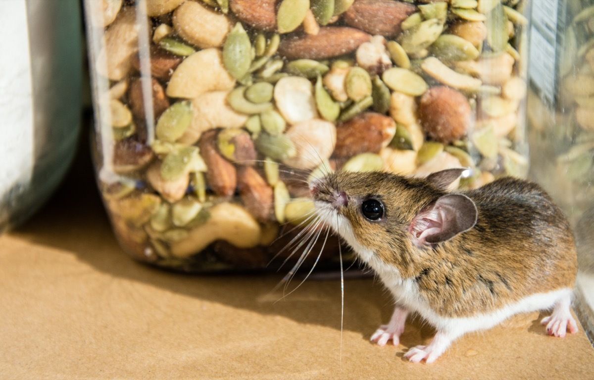 mouse on kitchen counter next to jar of seeds and nuts