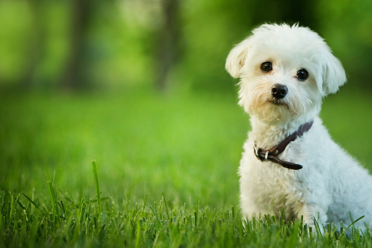 Maltese puppy