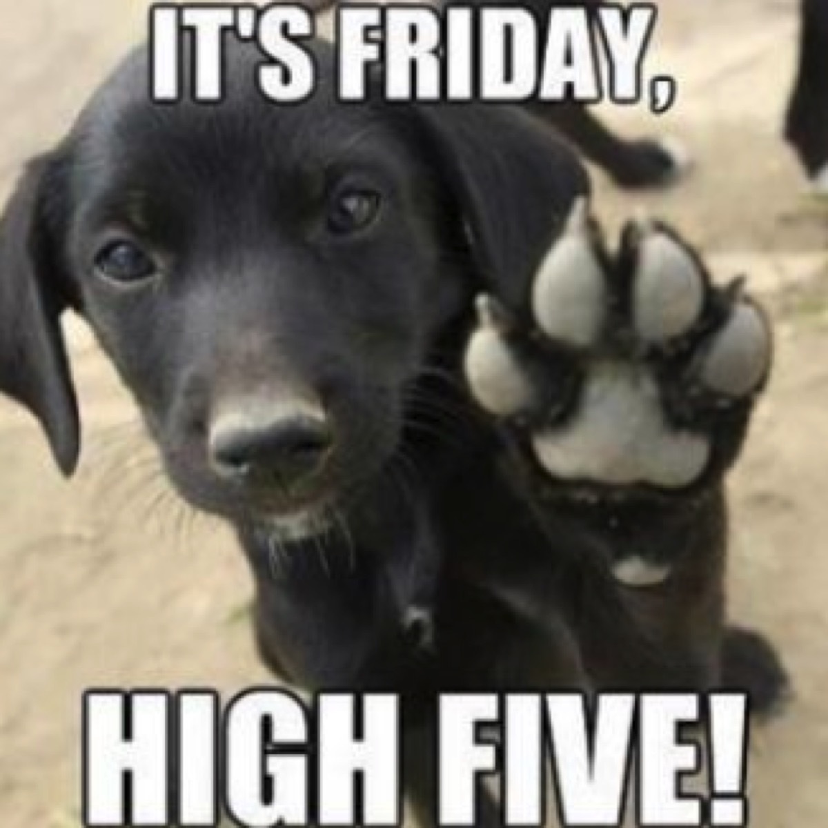 dog high five friday meme