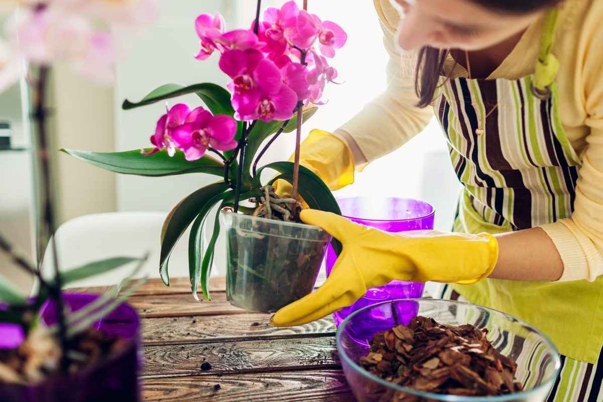 woman taking care of orchid