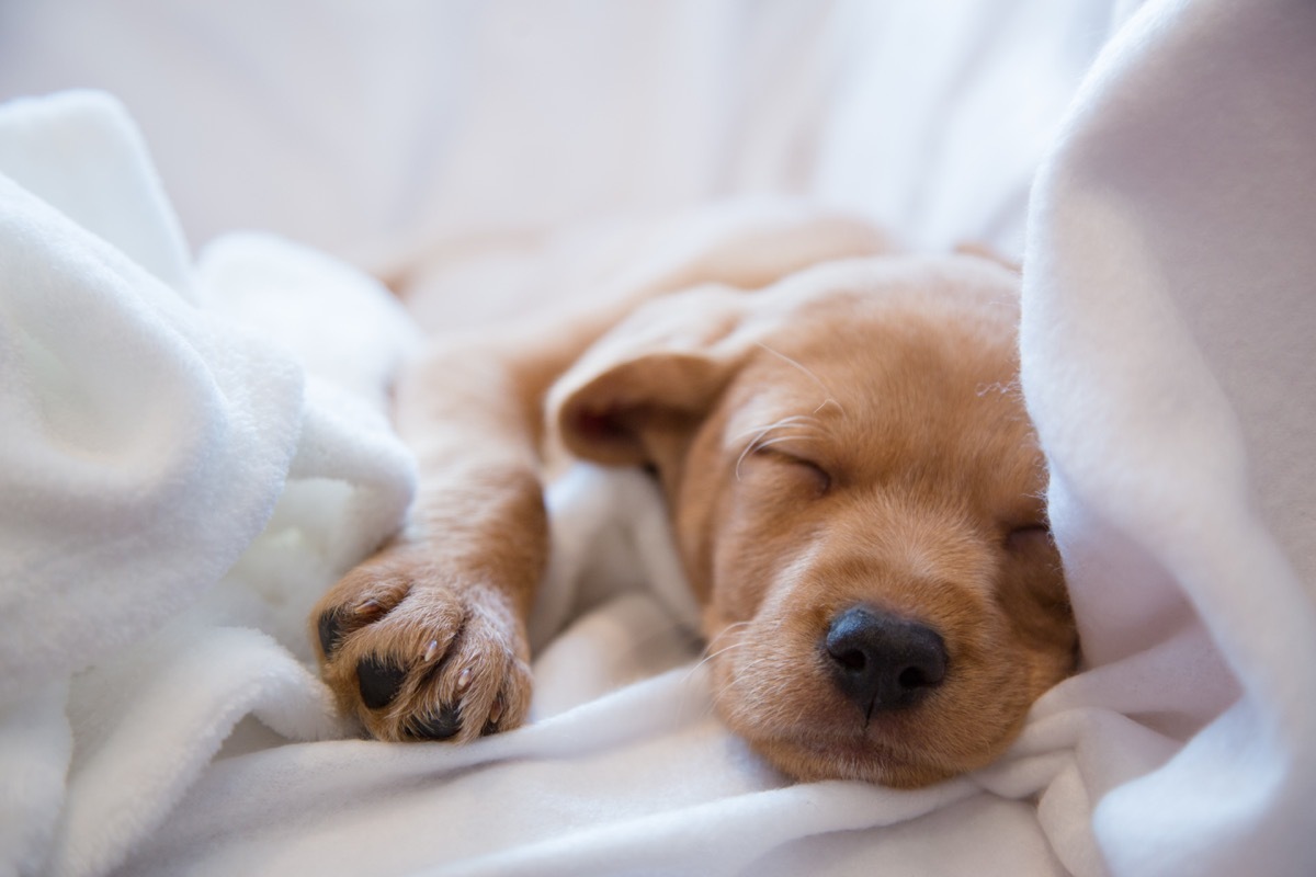 vizsla mix puppy sleeping on bed photos of snoozing dogs