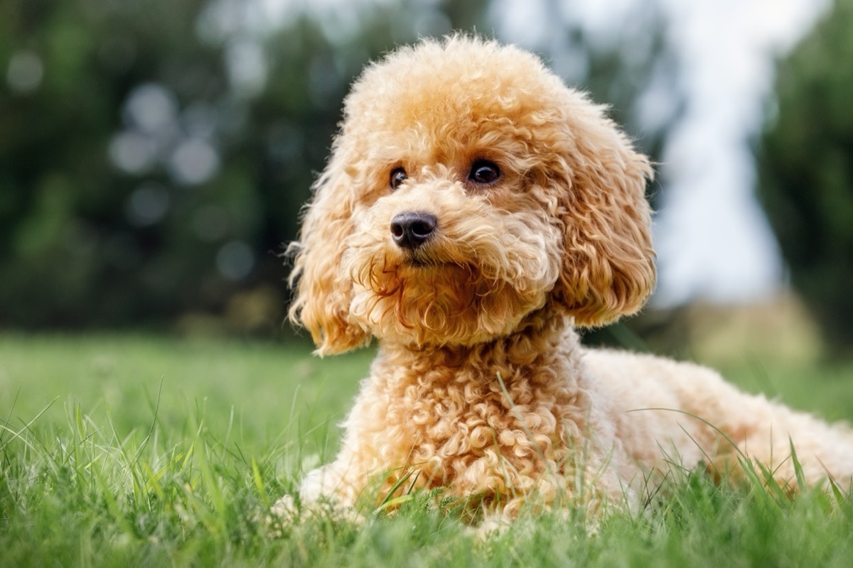 Miniature Poodle