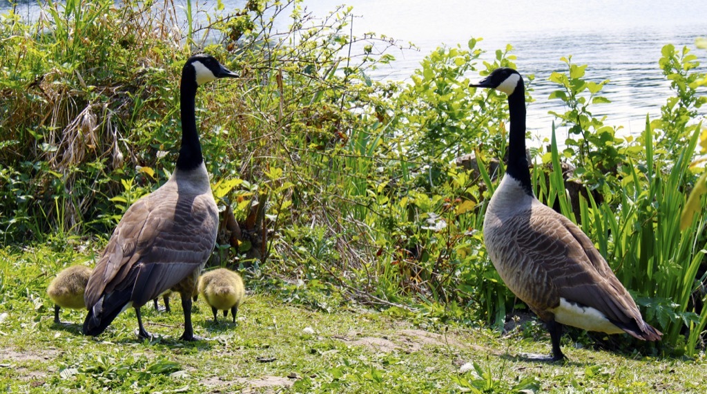 Canada goose