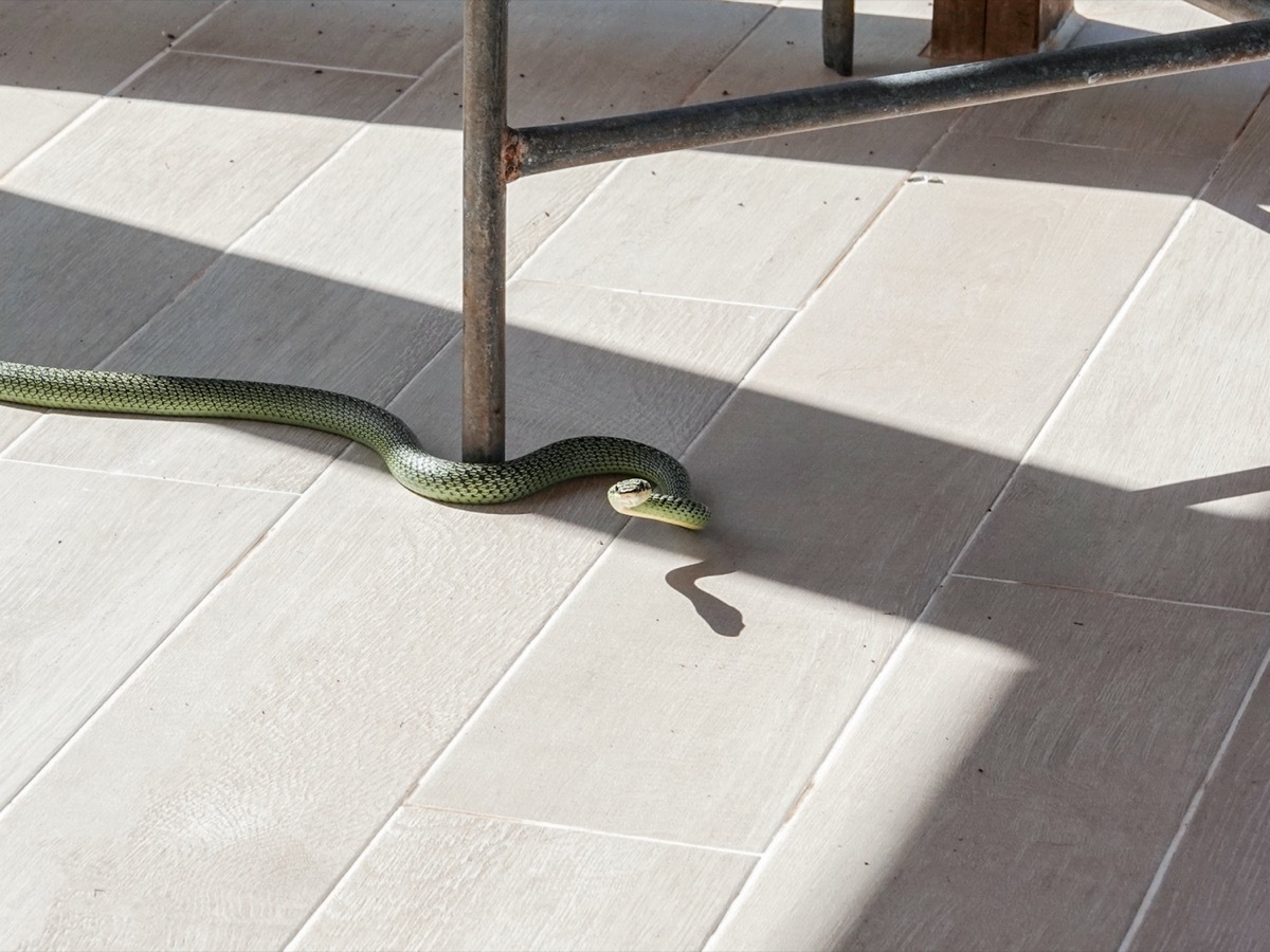 large green snake under table