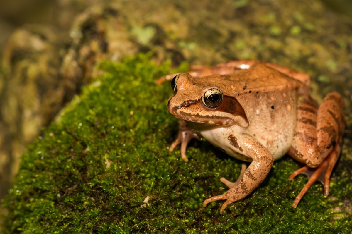 Wood frog