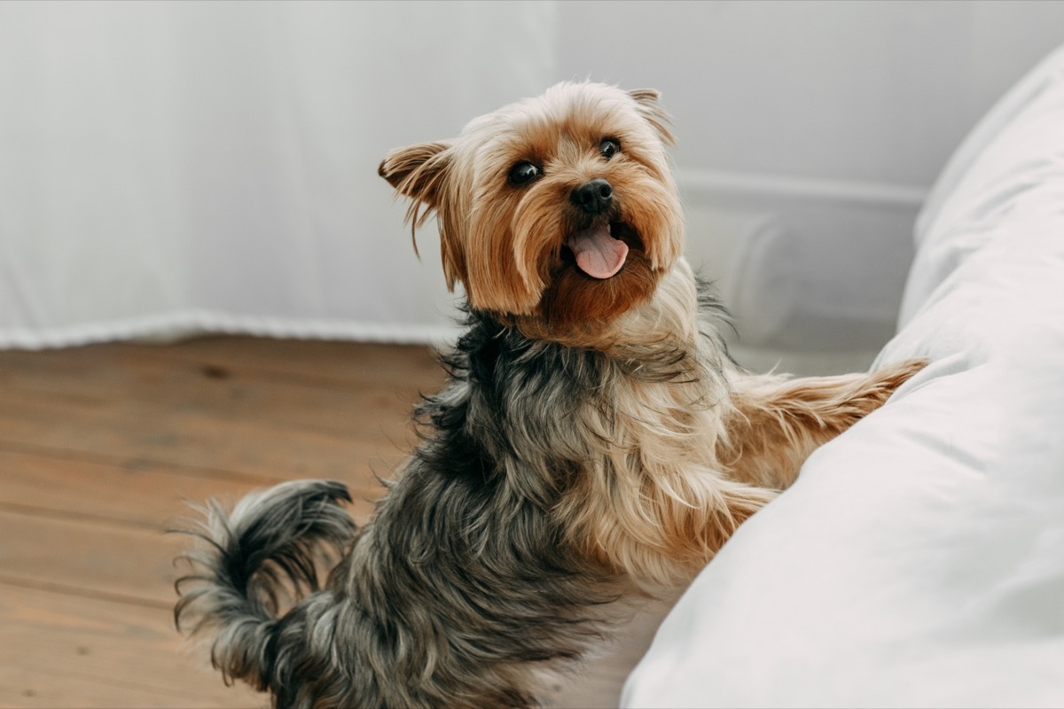 dog jumping onto bed