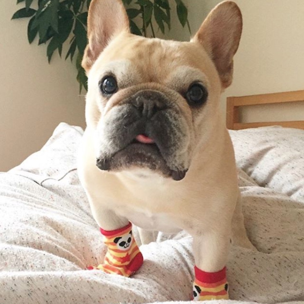 frenchie wearing lil socks