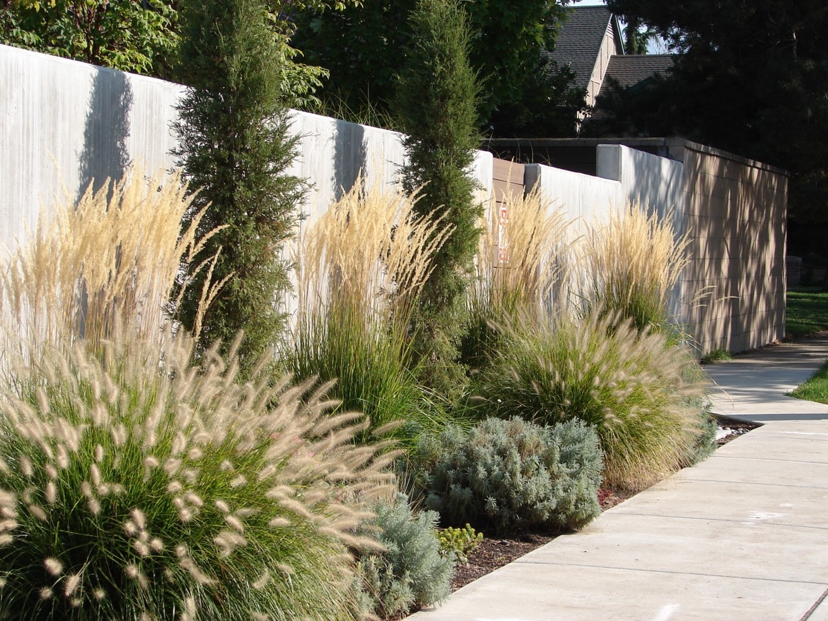 Ornamental Grasses