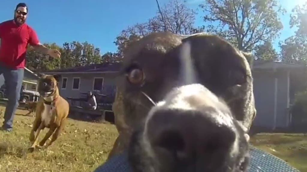 dog versus go pro