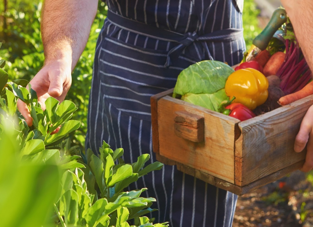 Bin of Organic Produce how people are healthier