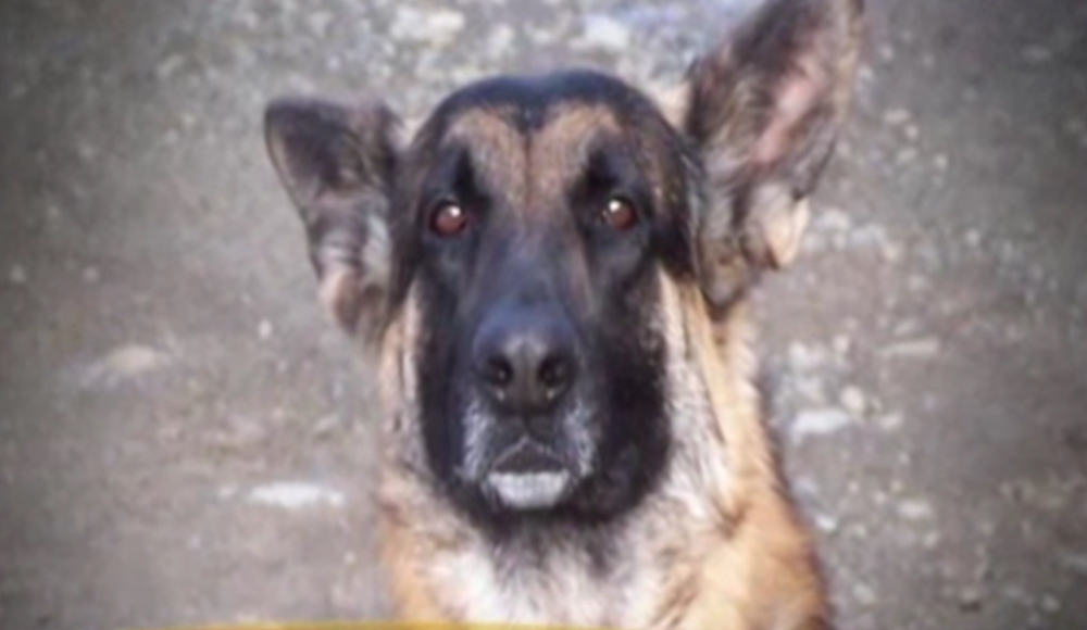 Buddy the German Shepherd Animals Who Are Real-Life Heroes