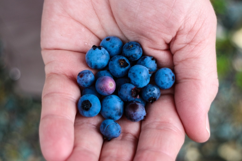 berry picking Best Date Ideas