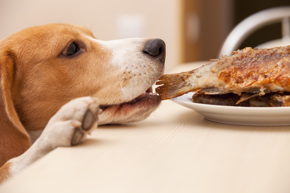 Naughty dog stealing a chicken or turkey leg