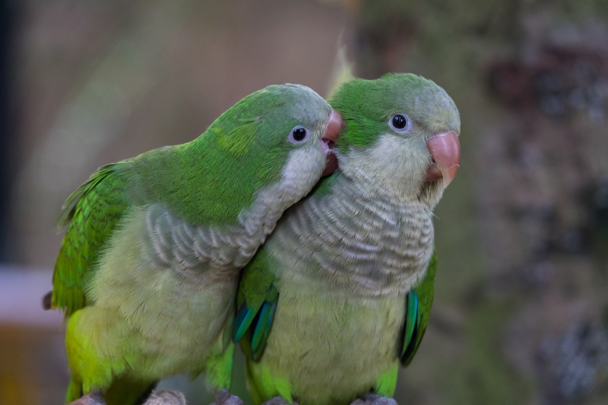 Two monk parakeets otherwise known as Quaker parrots