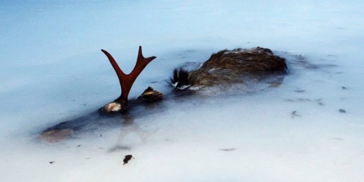 moose trapped in the ice