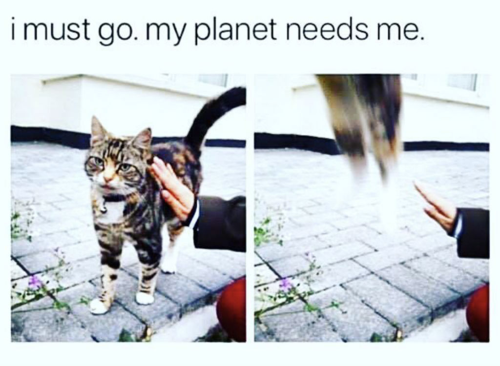 Super cat memes