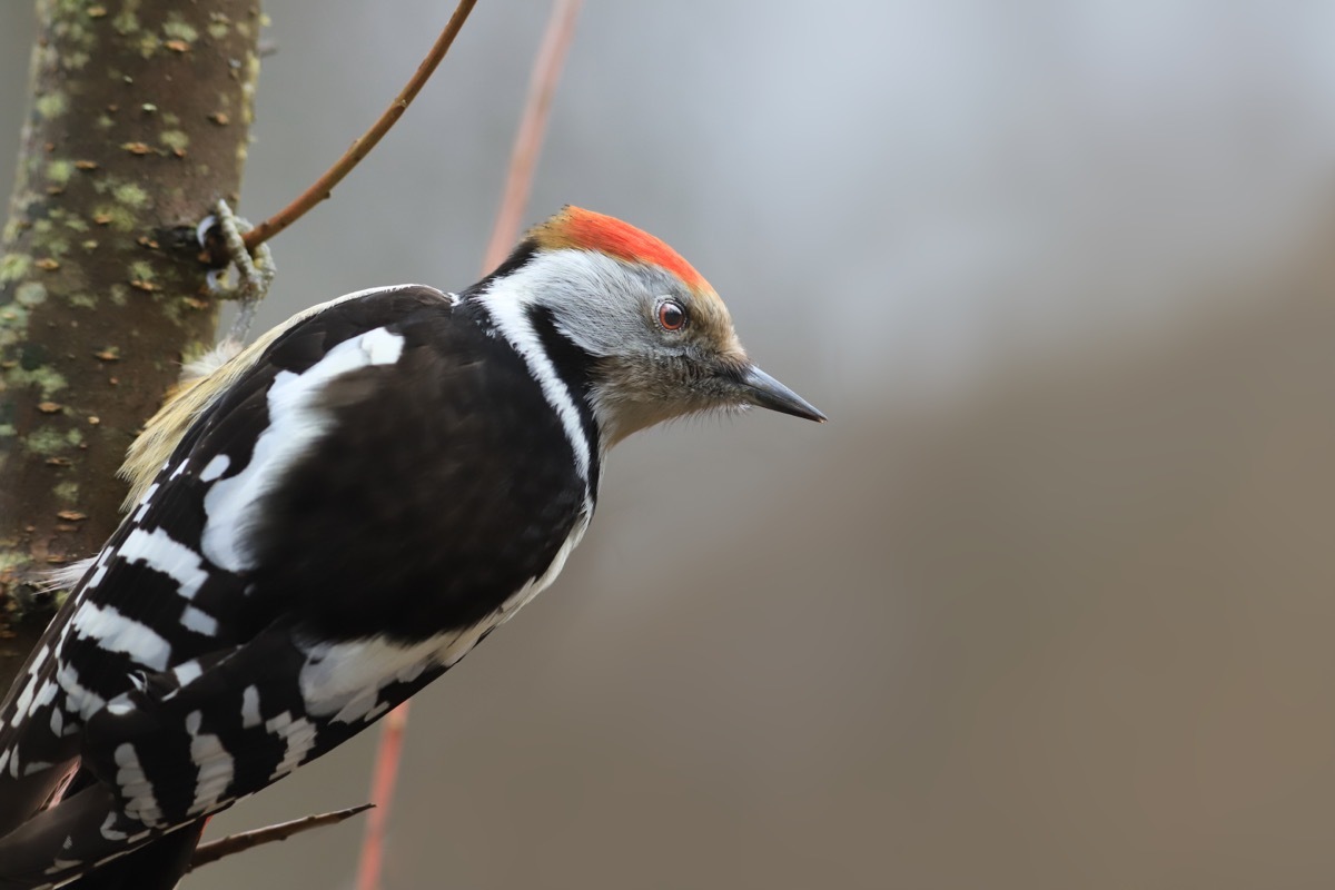 woodepecker on tree