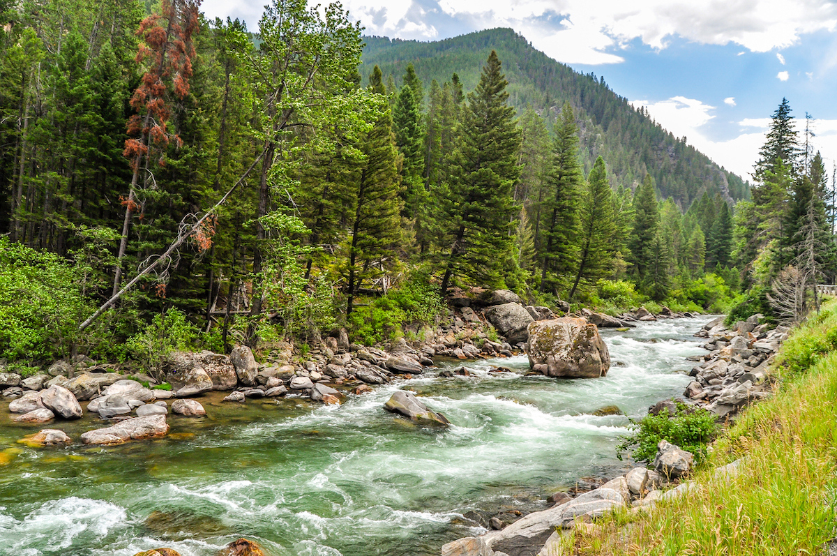 The towering mountains and pine forest guard the riverbank of the Gallatin River in Montana.