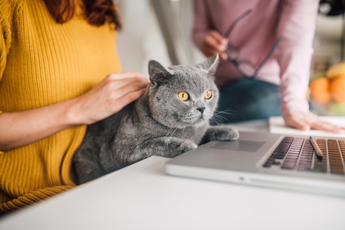 persian cat lying by laptop at the working space