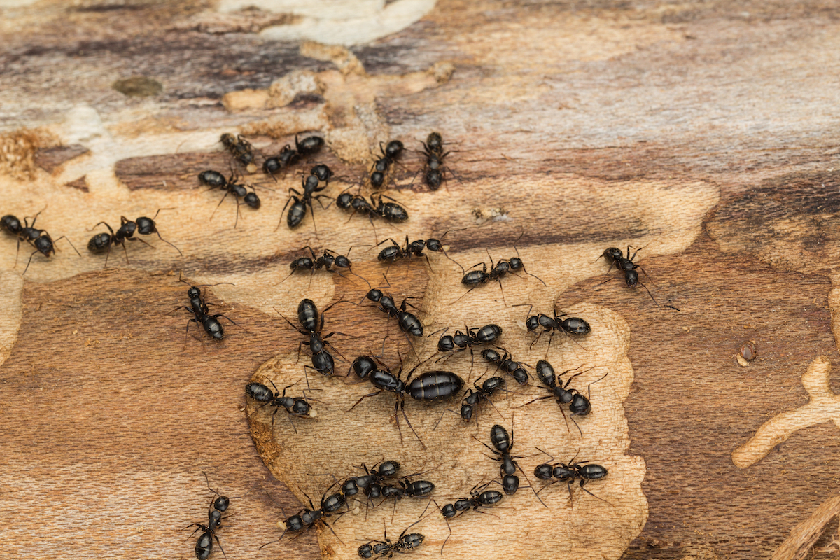 Carpenter ants on a piece of wood