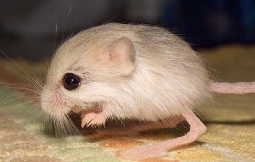 Dwarf Three-Toed Jerboa Smallest Animals