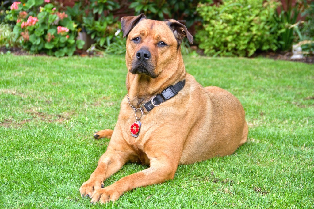 bullmastiff dog 