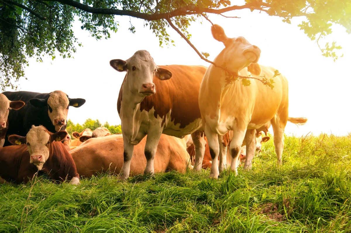 Cows hanging out in pasture