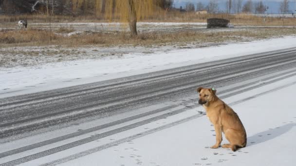 Image result for dog side road