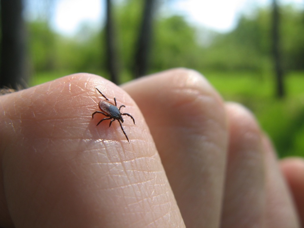 deer tick ways we're unhealthy