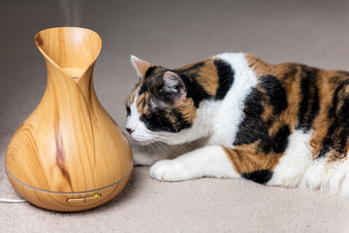 calico cat sniffing essential oil diffuser