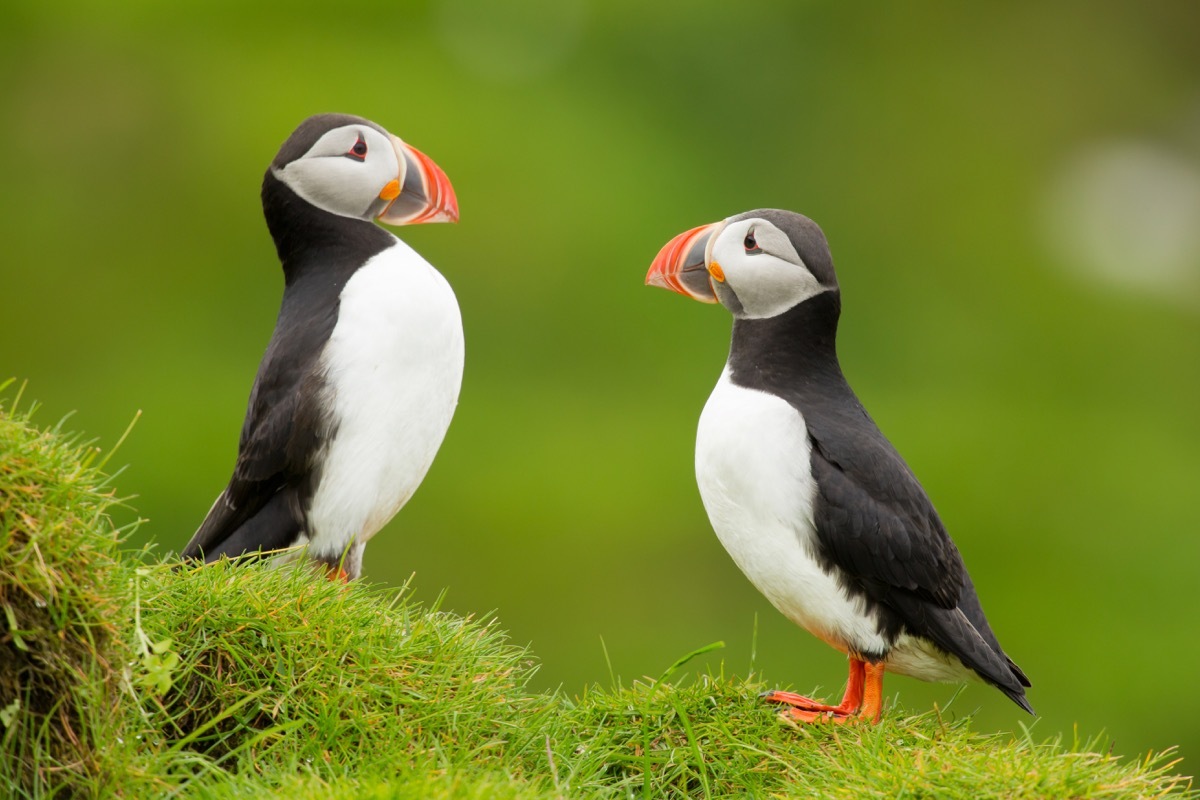 Atlantic puffin , also known as the common puffin, is a species of seabird in the auk family. his puffin has a black crown and back, pale grey cheek patches and white underparts. - Image