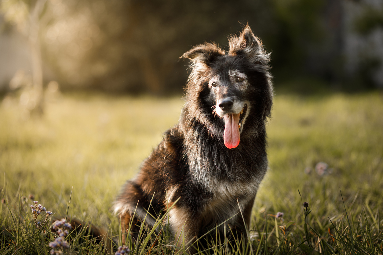 Furry dog smiling with tongue out