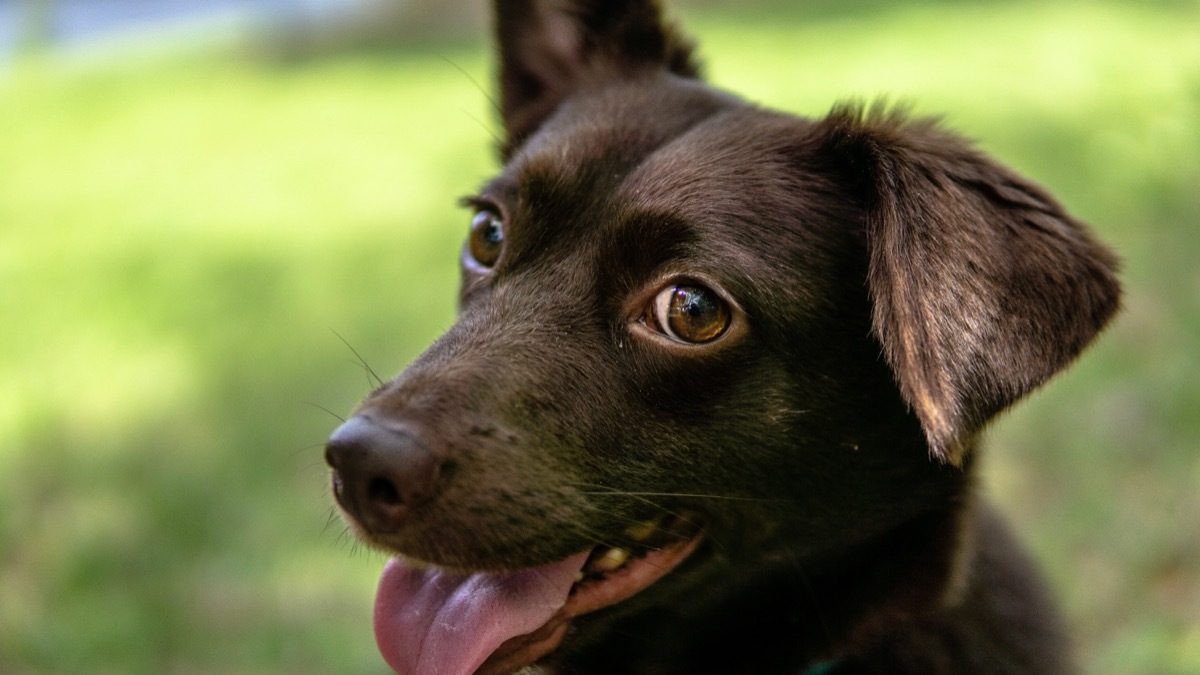 Corgi Labrador Mix Mixed Breed Dogs