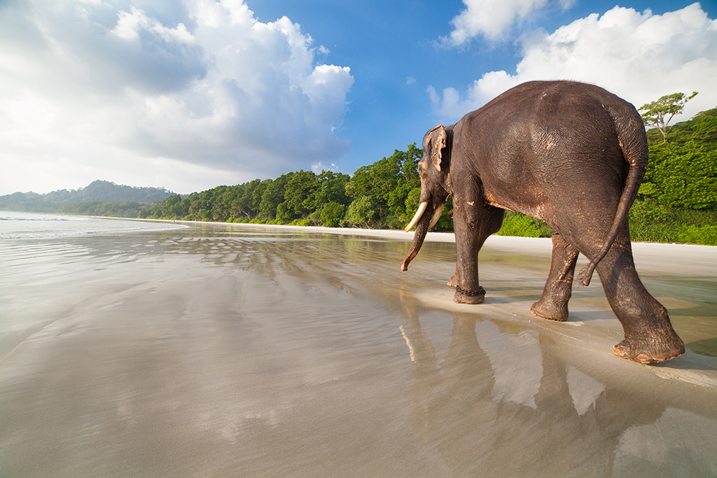 Elephant walking