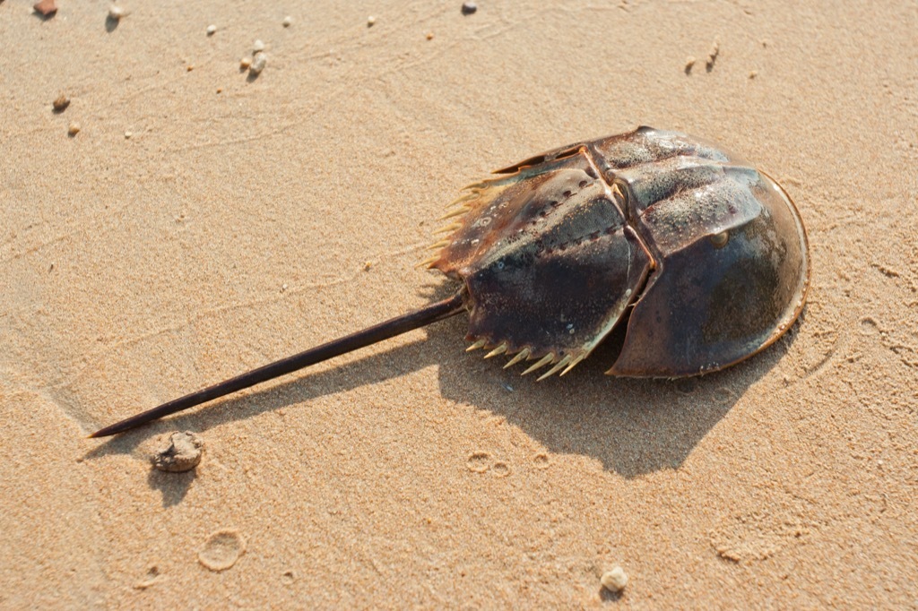 Crab on beach 30 oldest animals on earth