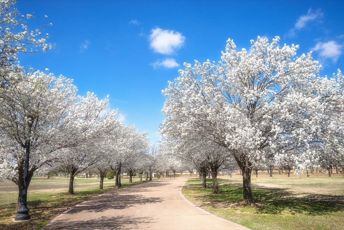 blue skies, bradford pear trees, white leaves