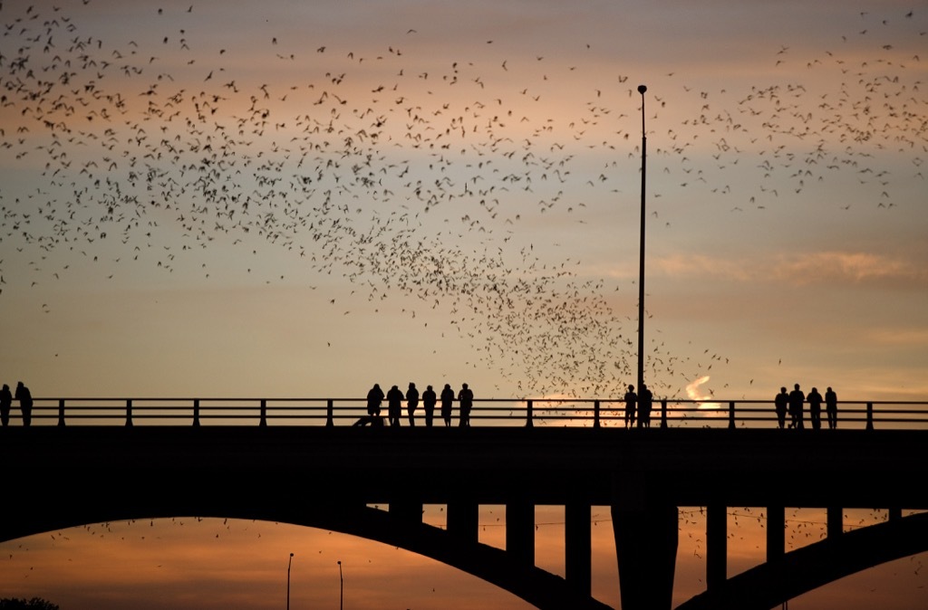 texas bat fest weird summer traditions