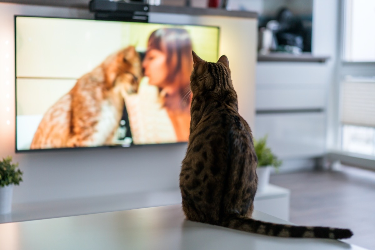 tabby cat watching a tv show about cats