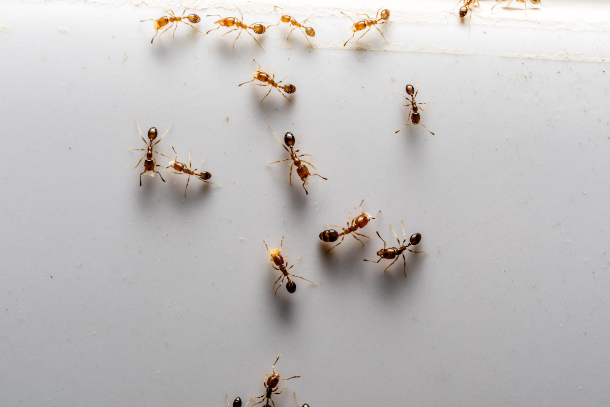 ants on white background