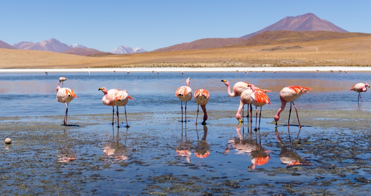 flamingos near the salt flats in bolivia, animals facts