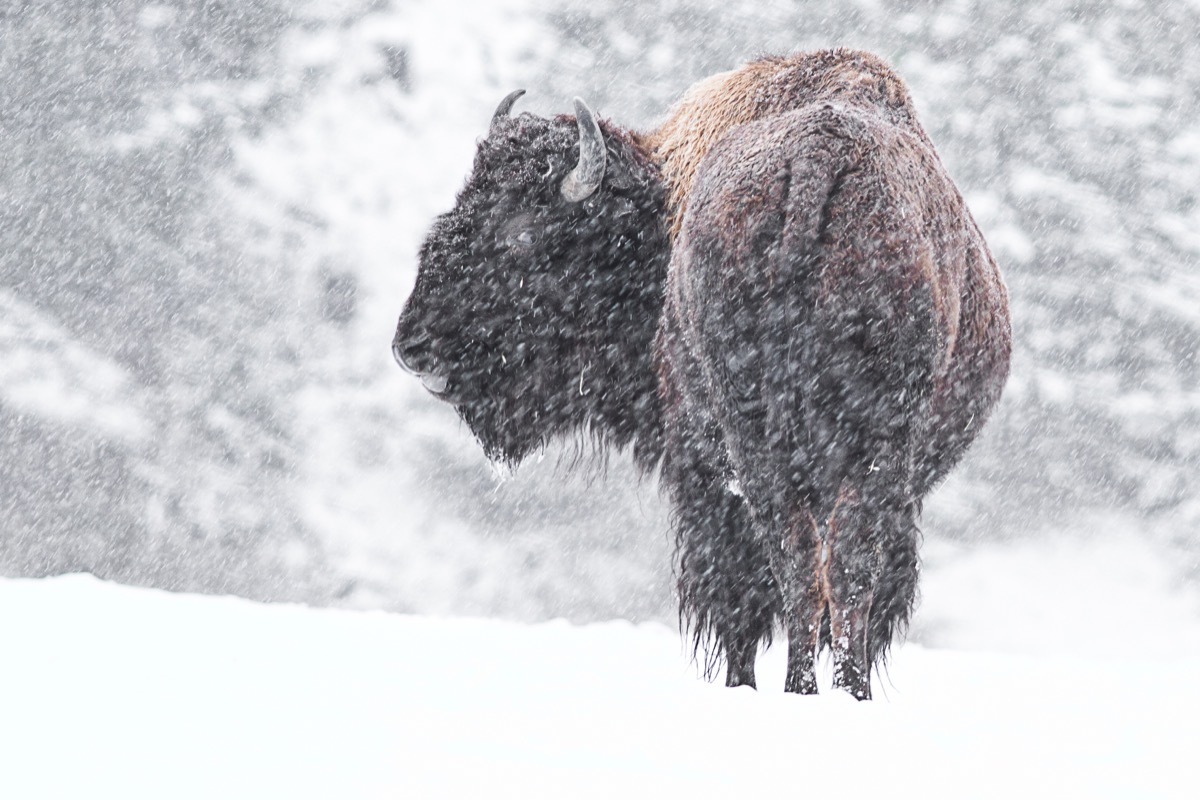 A buffalo walking through the snow in Idaho