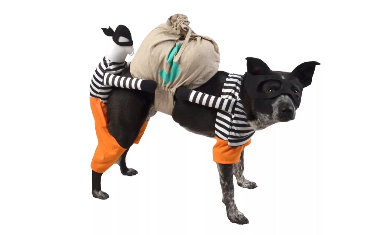 dog in burglar costume, dog halloween costumes