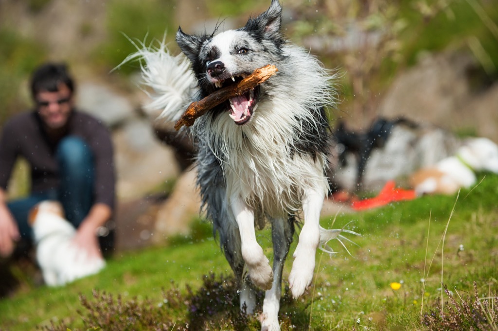 dog stick running