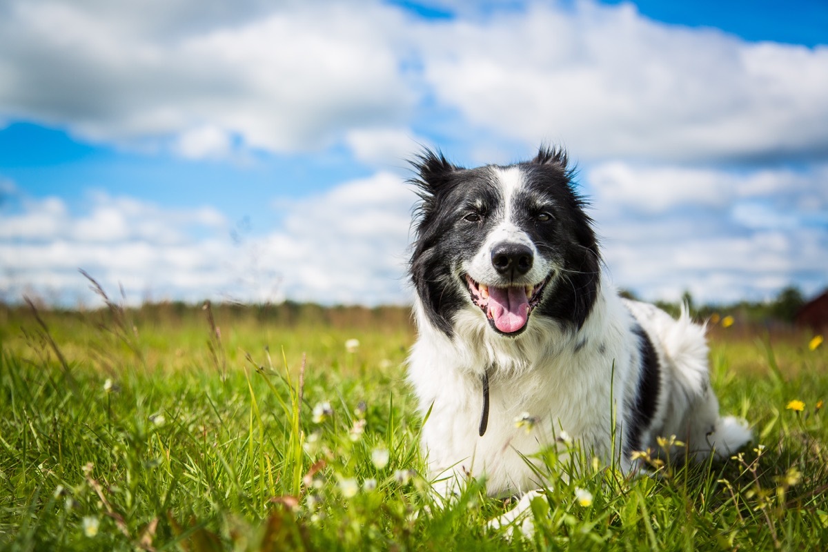 collie mix